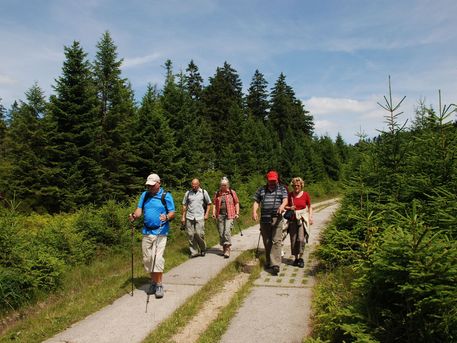 Wandern im Harz Sechs Wanderer sind auf dem Harzer Grenzweg ( Wegbelag ehemalige Panzerstraße ) unterwegs. Links und rechts sind Bäume zu sehen.
