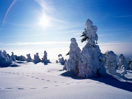Ein unberührter verschneiter Wald auf dem Wurmberg im Sonnenlicht und tiefblauem Himmel