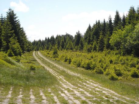 Grenzweg Der Grenzweg Kolonnenweg im grünen Sommer
